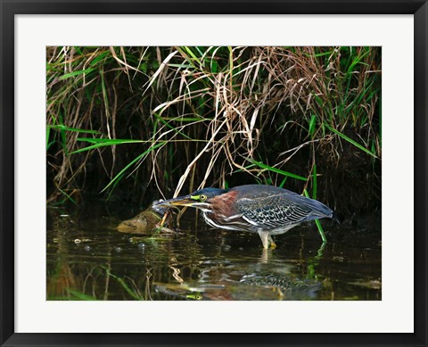 Framed Green Heron Print