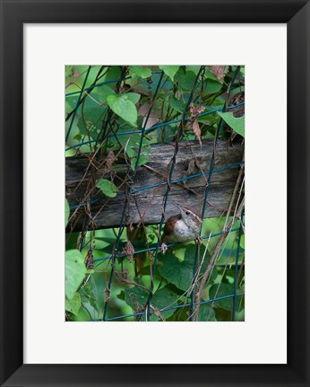 Framed House Wren Print