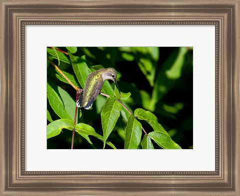 Framed Hummingbird Print