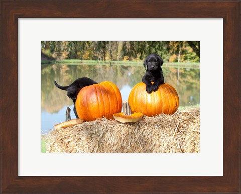 Framed Lab Pups Print