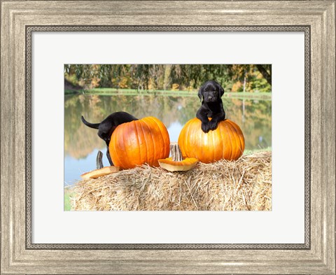 Framed Lab Pups Print