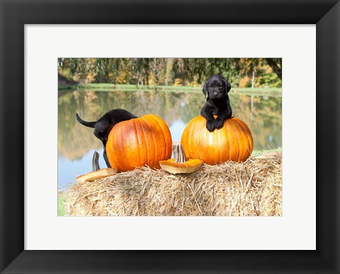 Framed Lab Pups Print