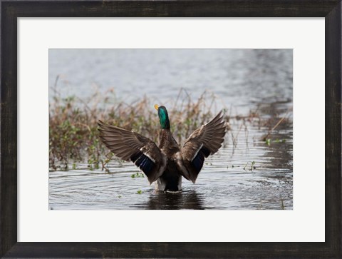 Framed Mallard Print