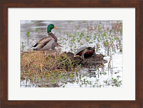 Framed Mallards Freaking Squater Print