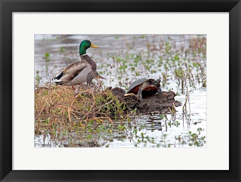 Framed Mallards Freaking Squater Print