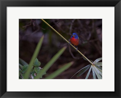 Framed Painted Bunting Male Print