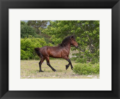 Framed Stallion Strutting Print