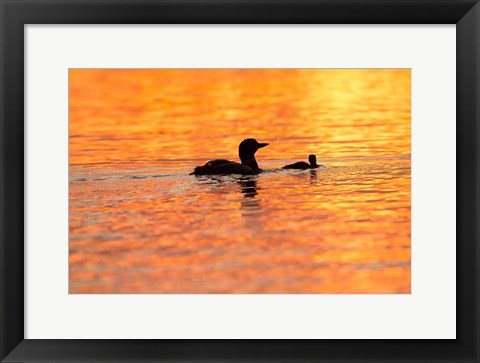 Framed Sunset Loons Print