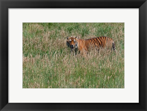 Framed Tiger Print