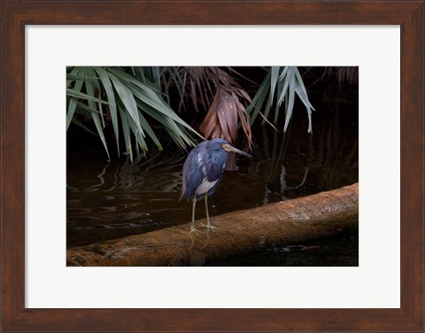 Framed Tricolored Heron Print