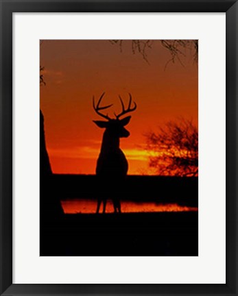 Framed Whitetail Print