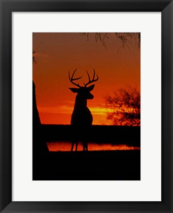 Framed Whitetail Print