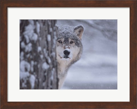 Framed Wolf Watching Print