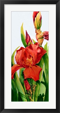 Framed Red Iris Print