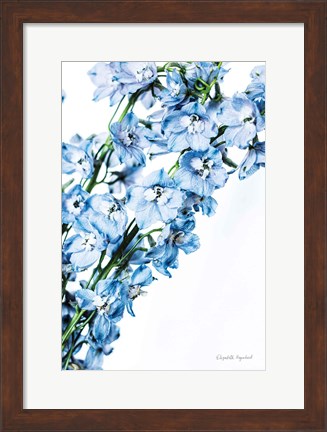 Framed Freshly Picked Delphinium IV Print