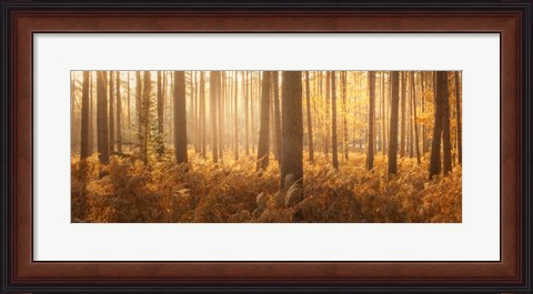 Framed Wyre Forest Print