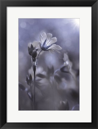 Framed Blue &amp; White Flowers I Print