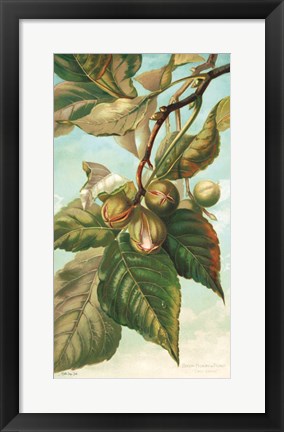 Framed Tree Branch with Fruit I Print