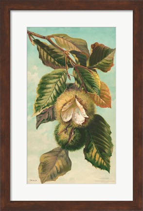 Framed Tree Branch with Fruit II Print