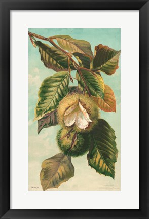 Framed Tree Branch with Fruit II Print