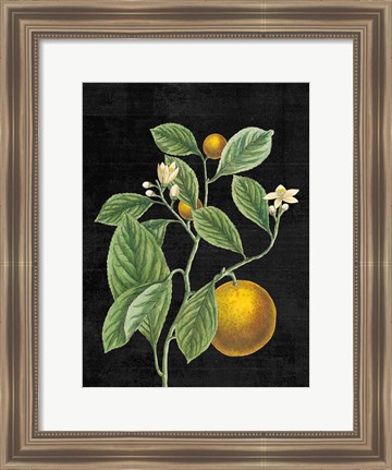 Framed Classic Citrus VI Black No Words Print