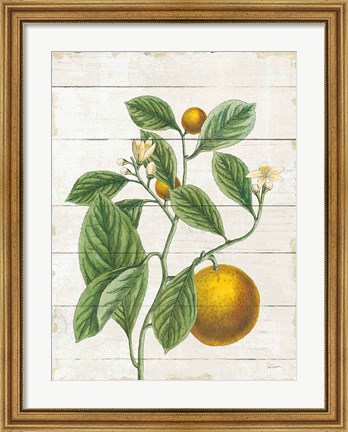 Framed Classic Citrus VI Shiplap Print