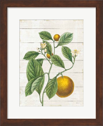 Framed Classic Citrus VI Shiplap Print