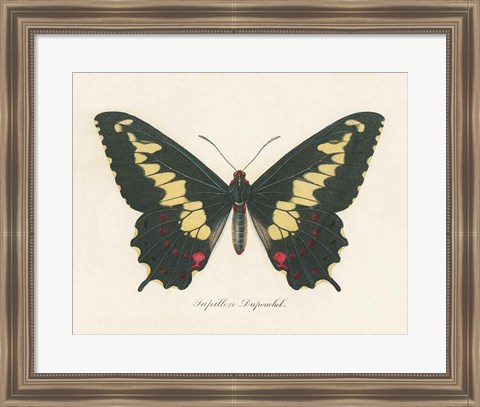 Framed Natures Butterfly VI Print