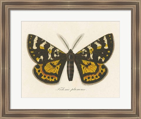 Framed Natures Butterfly V Print