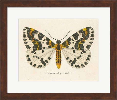 Framed Natures Butterfly IV Print