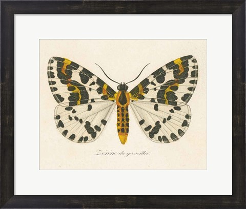 Framed Natures Butterfly IV Print