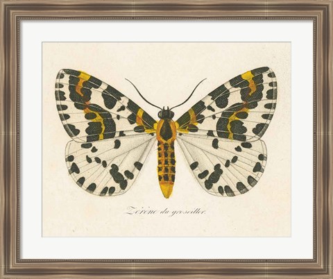 Framed Natures Butterfly IV Print