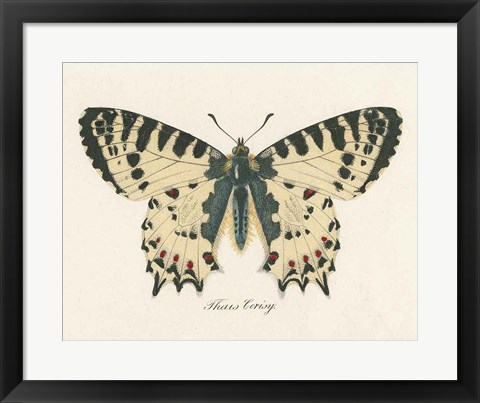 Framed Natures Butterfly I Print