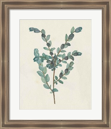 Framed Victorian Garden Greenery II Print