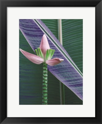 Framed Banana Flower Print