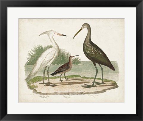 Framed Waterbird Trio I Print