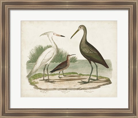 Framed Waterbird Trio I Print