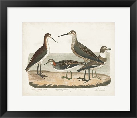 Framed Waterbird Trio II Print