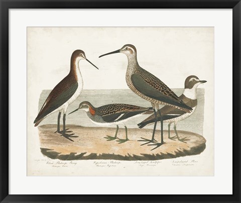 Framed Waterbird Trio II Print