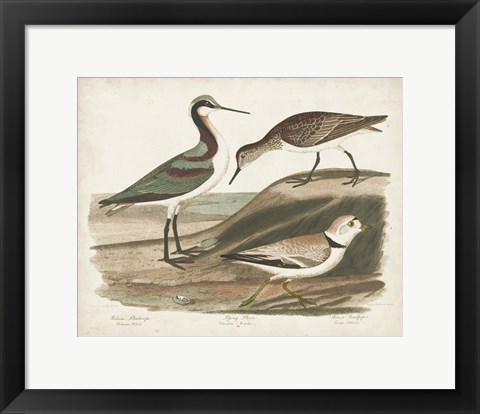 Framed Waterbird Trio III Print