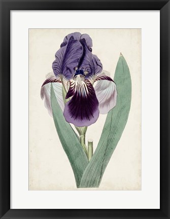 Framed Garden Gems VI Print