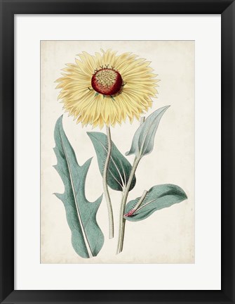 Framed Garden Gems VIII Print