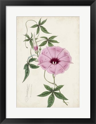 Framed Garden Gems IX Print