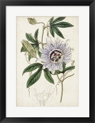 Framed Garden Gems XI Print