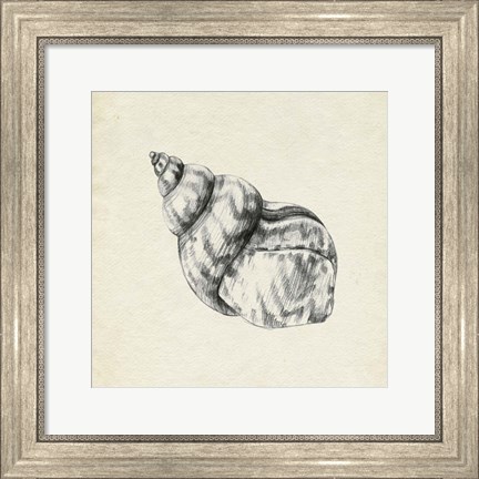 Framed Seashell Pencil Sketch III Print