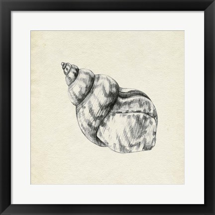 Framed Seashell Pencil Sketch III Print