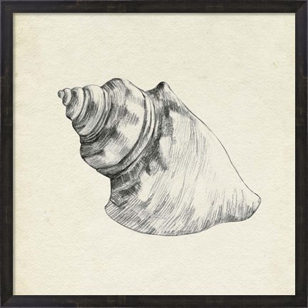 Framed Seashell Pencil Sketch IV Print