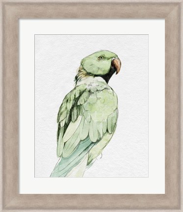 Framed Bright Parrot Portrait II Print