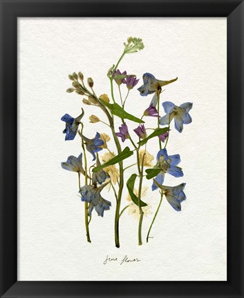 Framed Pressed June Arrangement II Print