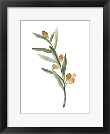 Framed Sweet Olive Branch III Print